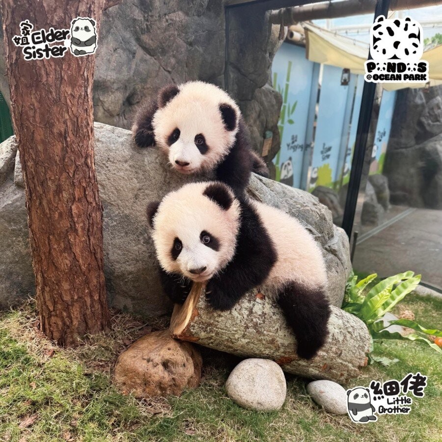 大熊貓寶寶優先見面會