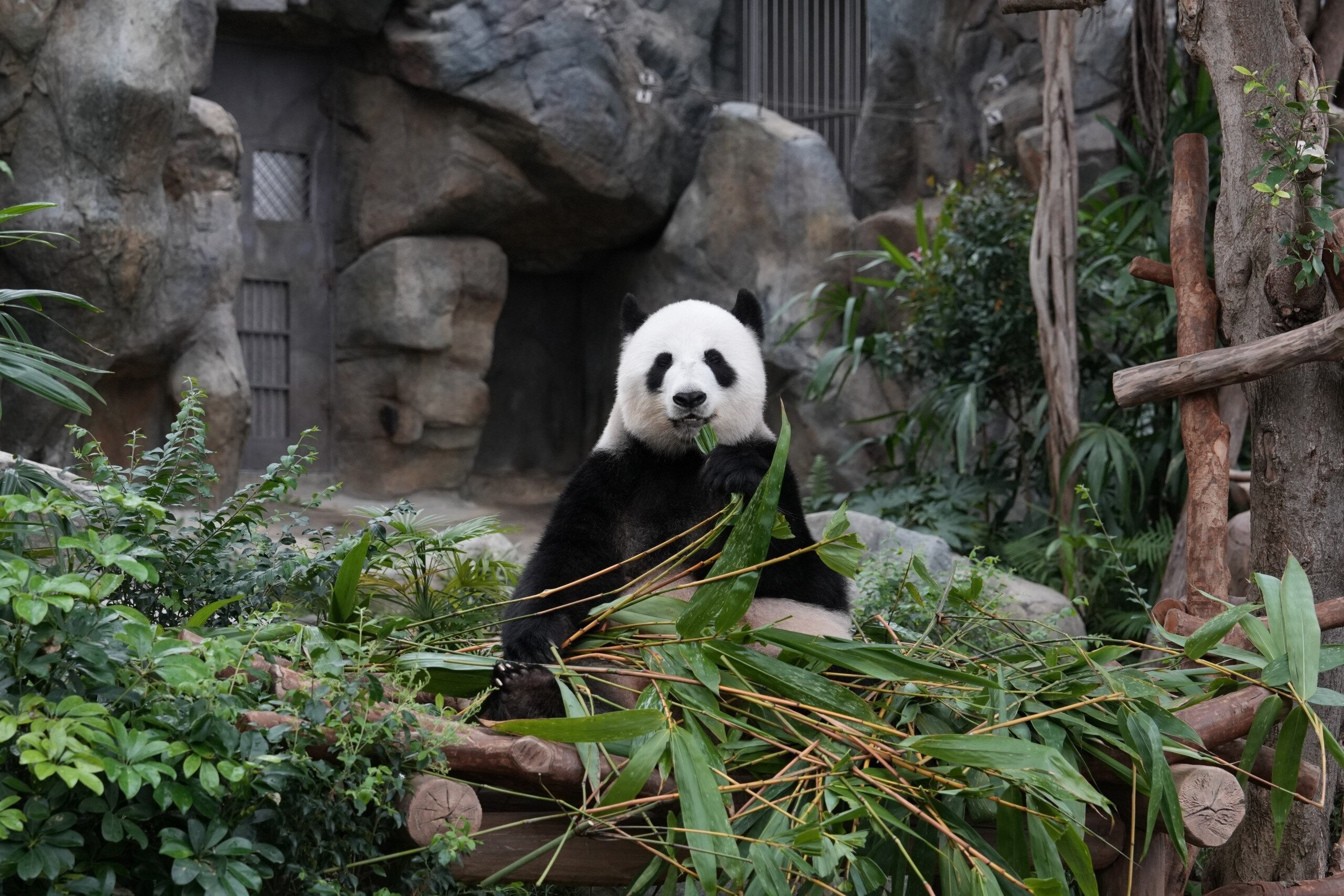 大熊貓護理員體驗日